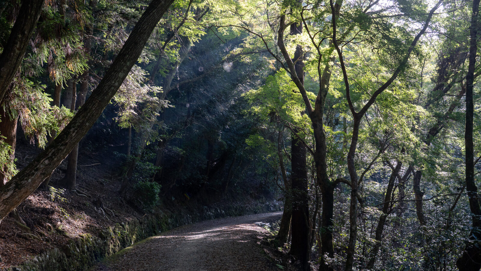 朝の春日山原始林を楽しみました（春日山原始林・奈良公園FW）