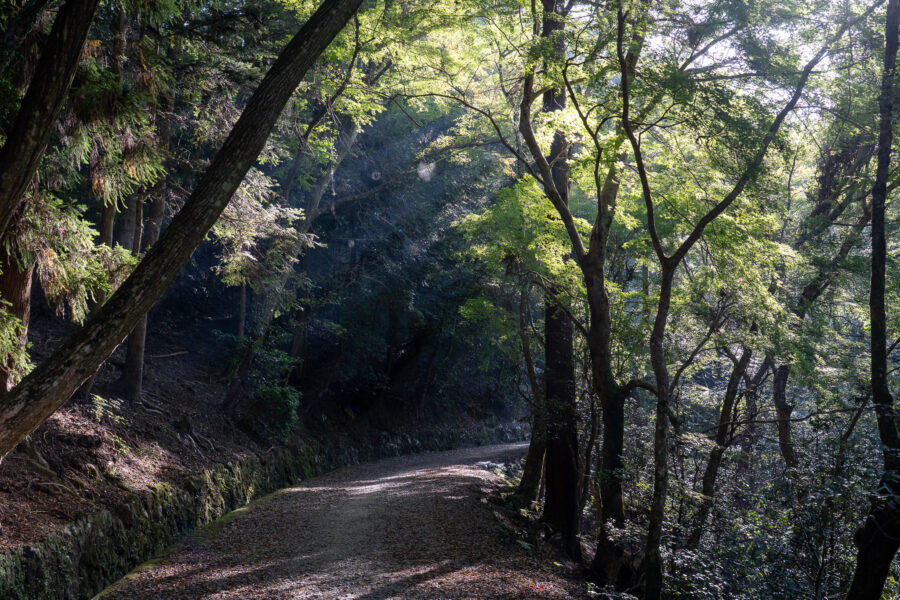 ESD活動日誌 朝の春日山原始林を楽しみました（春日山原始林・奈良公園FW）